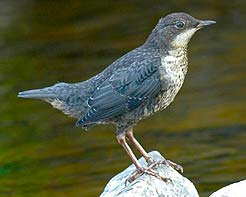 Dipper