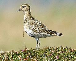 Golden Plover
