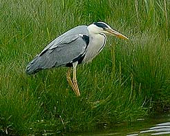 Grey Heron