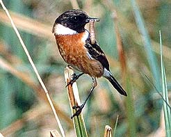 Stonechat